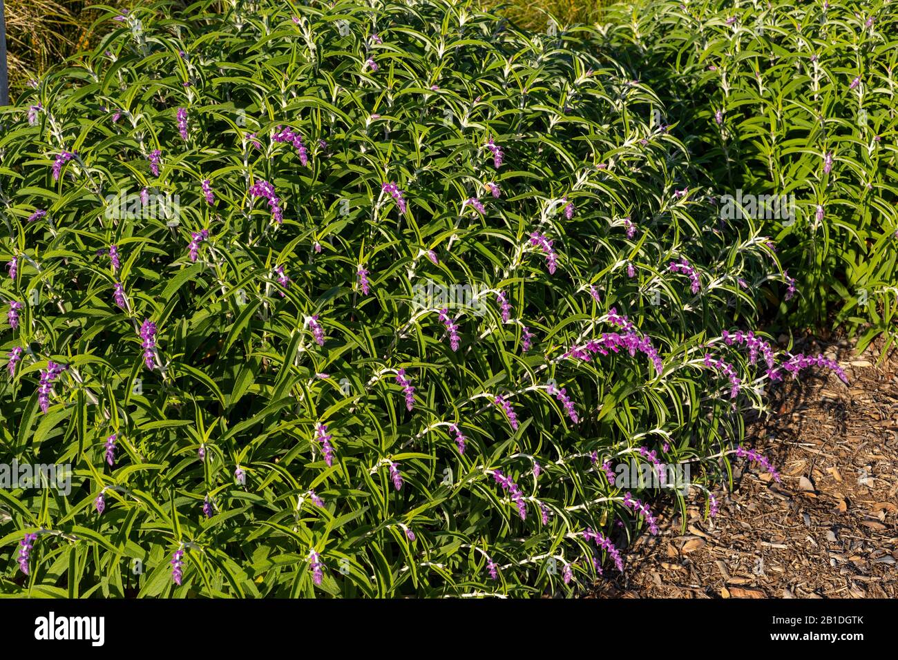 Mexican Bush Sage (Salvia leucantha) is a drought-tolerant plant.  Here it is shown in golden hour light with full velvety purple blooms. Stock Photo