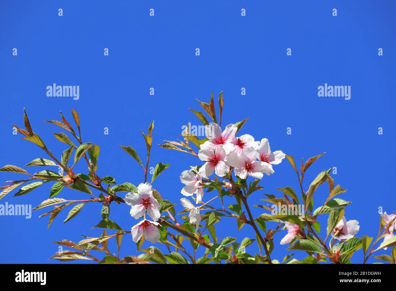 Beautiful white and pink cherry flowers bloom on a tree branch. Cherry ...