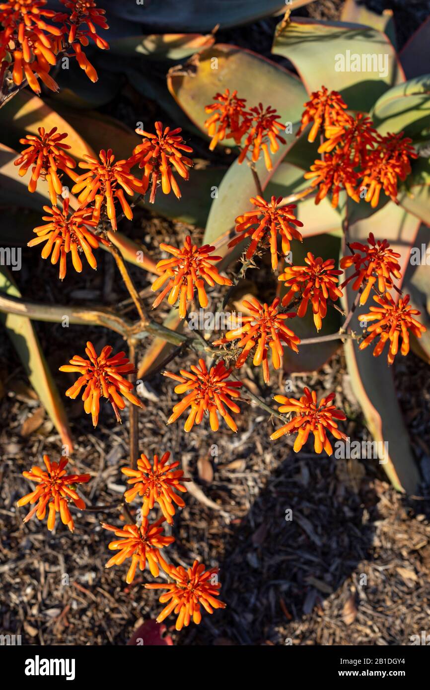 Aloe striata (Coral aloe) in the soft light before sunset during the 'golden hour.' Stock Photo