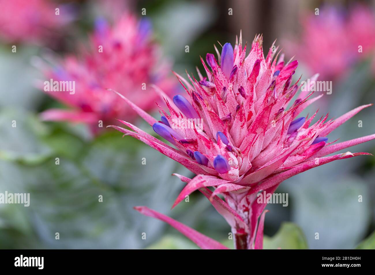 Pink bromeliad flower in garden at sunny summer or spring day for postcard beauty decoration and agriculture design. Aechmea fasciata Bromeliad. Stock Photo