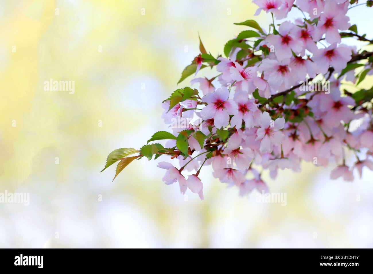 Beautiful white and pink cherry flowers bloom on a tree branch. Cherry ...
