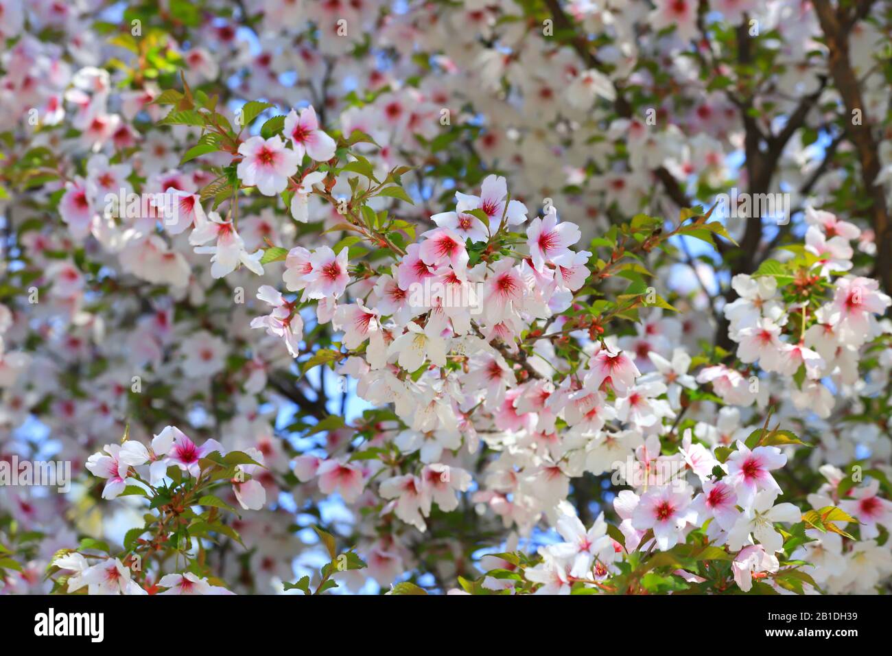 Beautiful white and pink cherry flowers bloom on a tree branch. Cherry ...