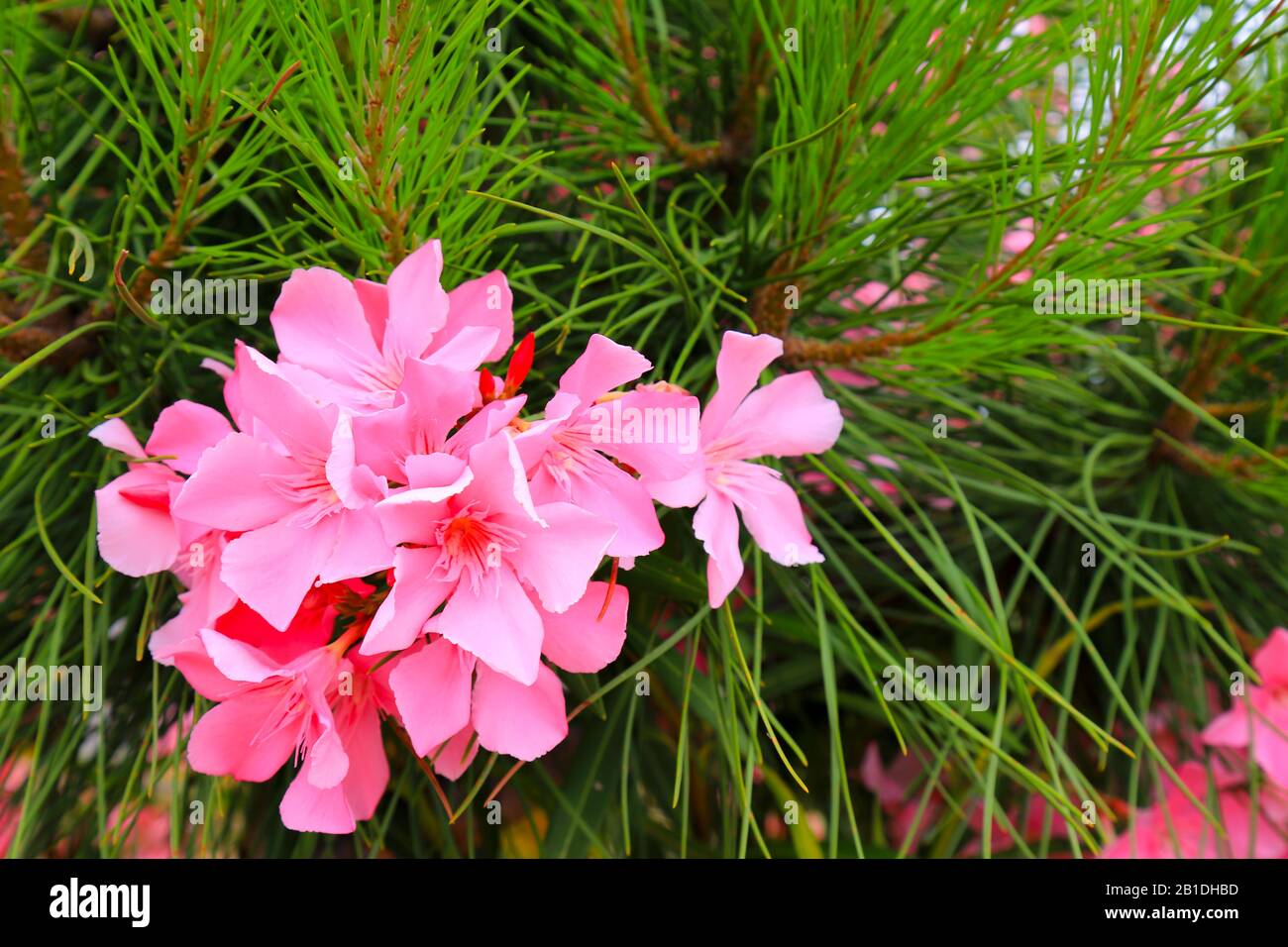 Delicate Flowers Of A Pink Oleander Nerium Oleander Bloomed In The