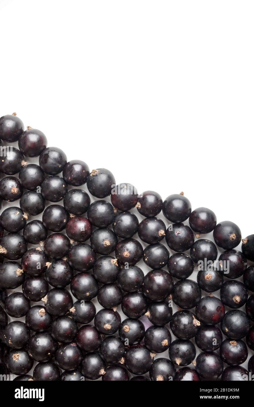 black currant on white background. Top view. Flat lay pattern. Stock Photo
