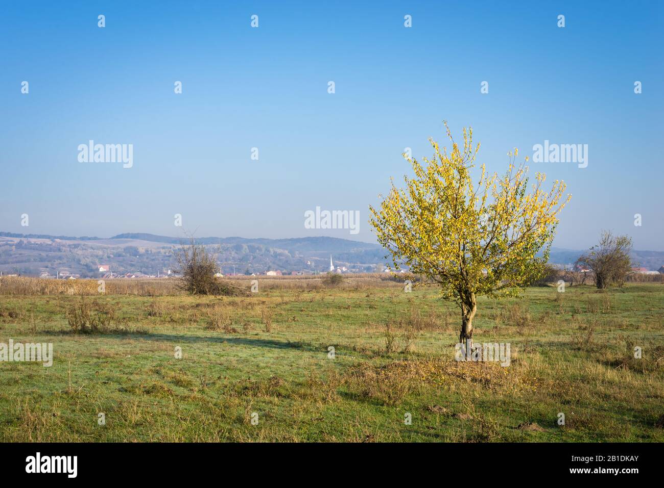 Lone tree with yellow autumn leaf color with a village and hills in background Stock Photo