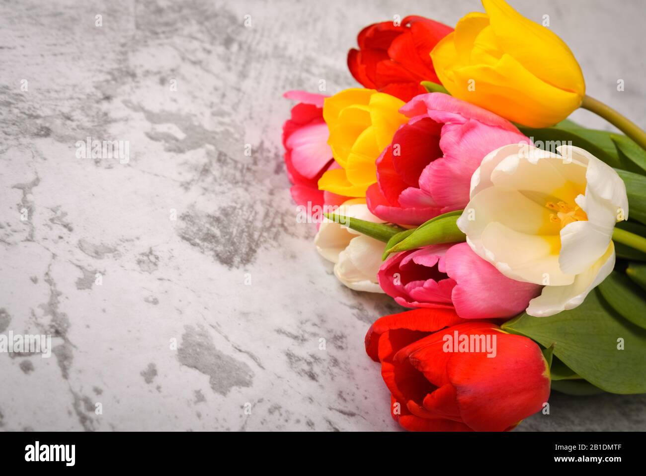 A bouquet of fresh, bright, multi-colored tulips on a light gray background Stock Photo