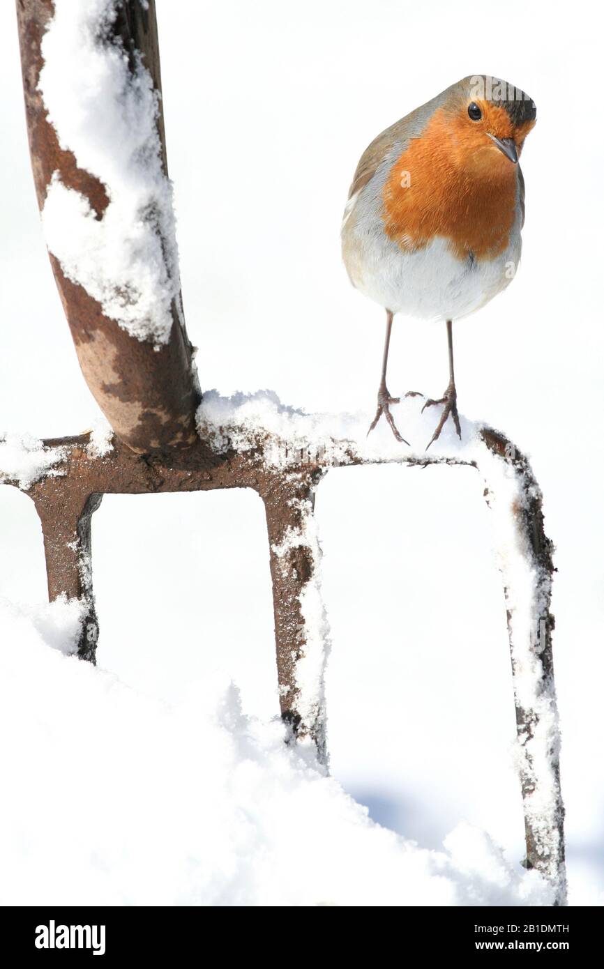 Robin Erithacus rubecula, on garden fork, in snow, Aberdeenshire, Scotland Stock Photo