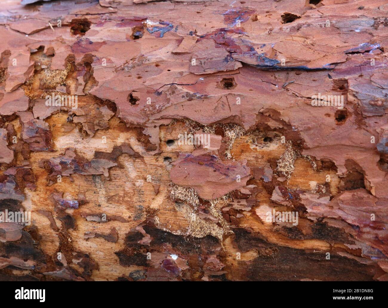 Cracow. Krakow. Poland. Wolski Forrest. Tree trunk destroyed by woodworms. Stock Photo