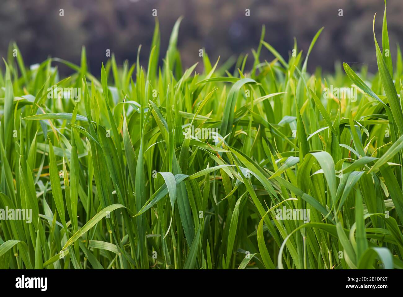 Close up young grass hi-res stock photography and images - Alamy