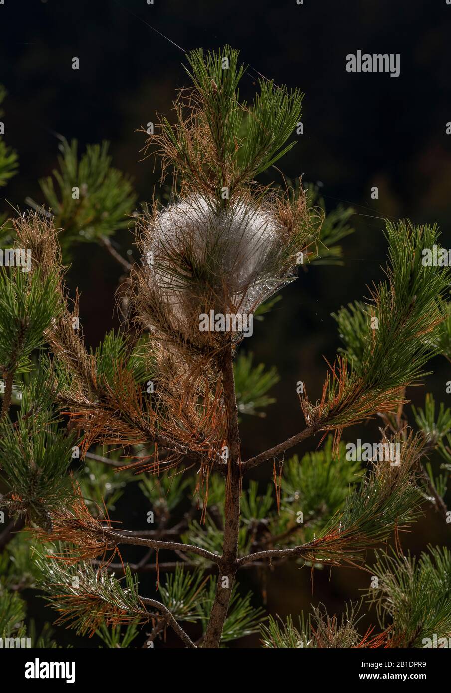 Nests of Pine processionary moth, Thaumetopoea pityocampa, in pine