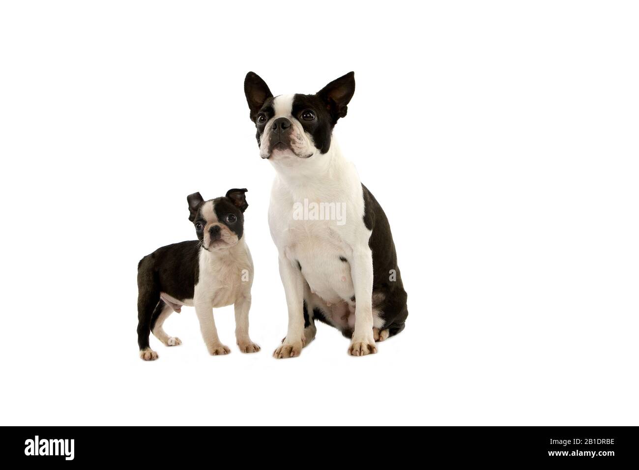 Boston Terrier Dog, Mother and Pup standing against White Background ...
