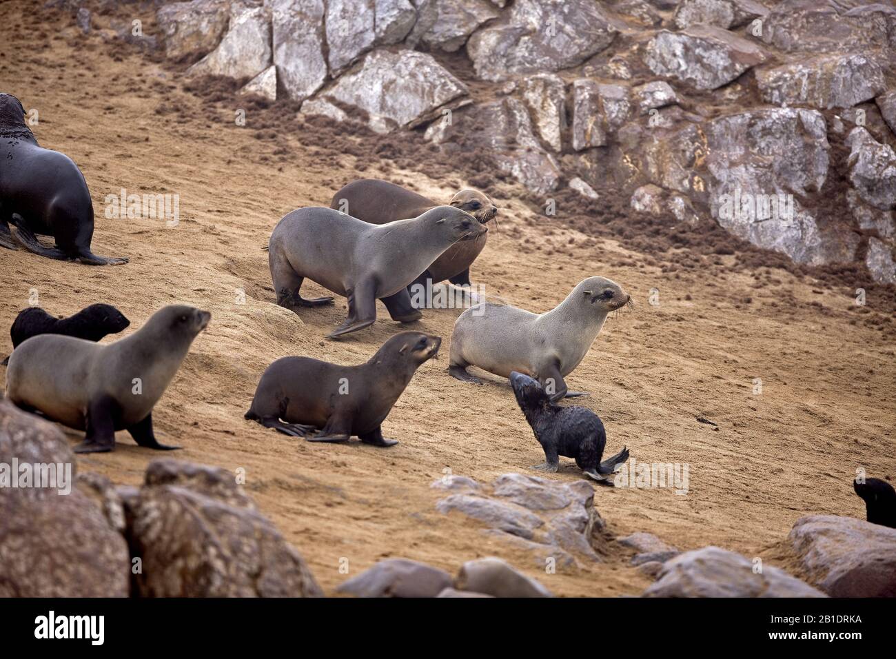 South African Fur Seal,   arctocephalus pusillus, Cape Cross in Namibia Stock Photo