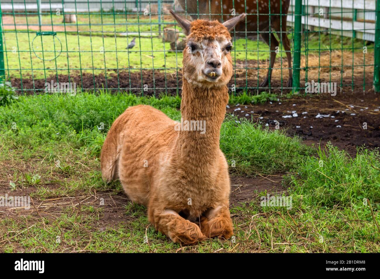 LUGOVOY (DMITROV DISTRICT), RUSSIA- AUGUST 20 2019: A sheared llama lies on the grass in the monastery zoo in the Nikolo-Peshnoshsky Monastery Stock Photo