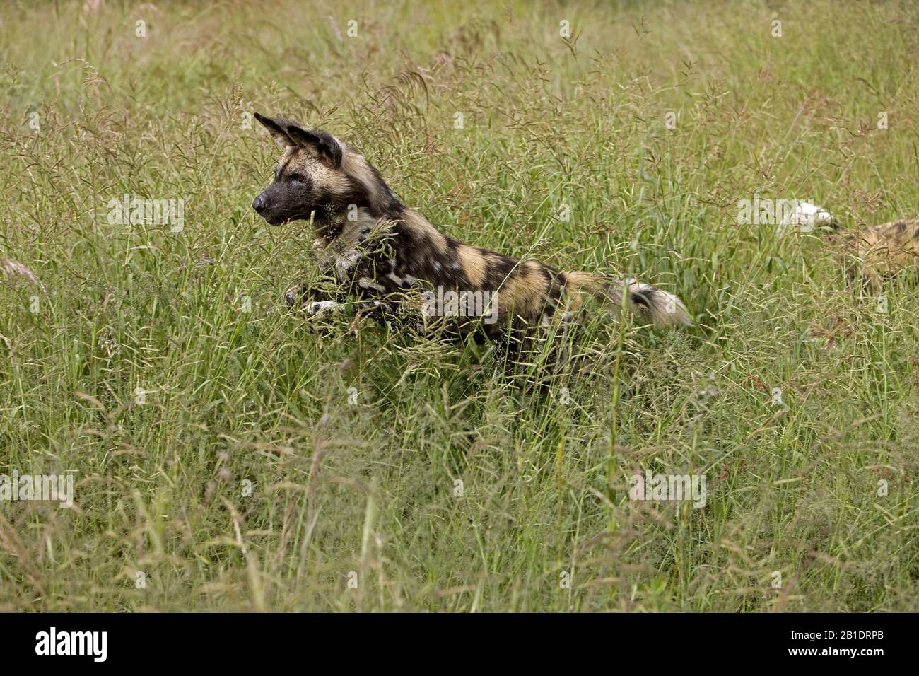 African Wild Dog,   lycaon pictus  standing in Long Grass, Namibia Stock Photo