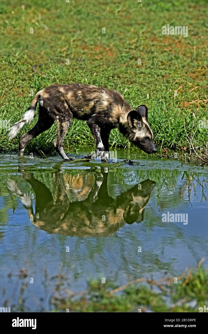 African Wild Dog,   lycaon pictus  at the Water Hole, Namibia Stock Photo