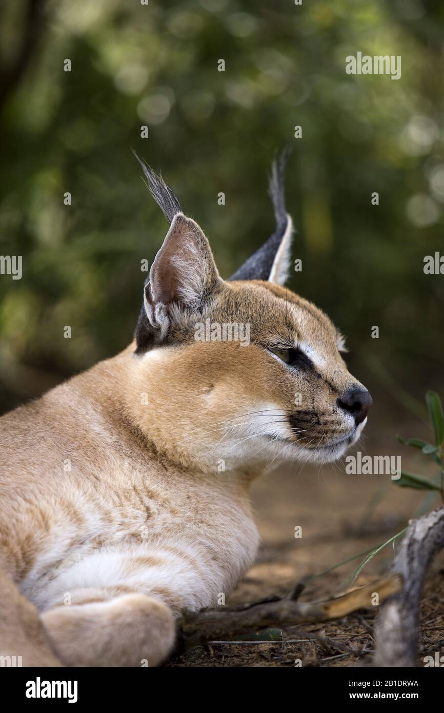 Caracal, caracal caracal, Portrait of Adult, a Cape Glossy Starling, Namibia Stock Photo