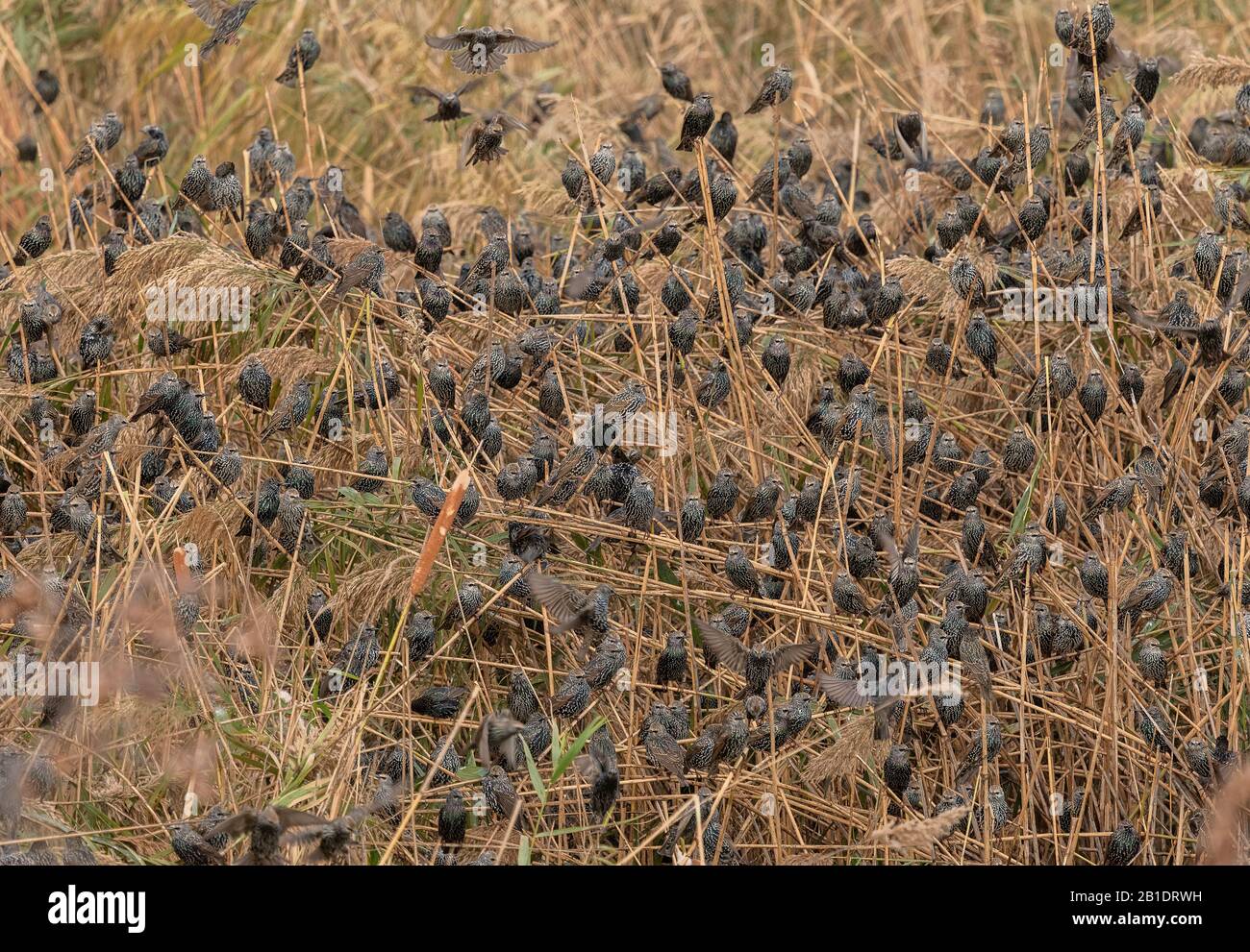 Starlings, Sturnus vulgaris, coming in to roost in reed-beds, evening. Stock Photo