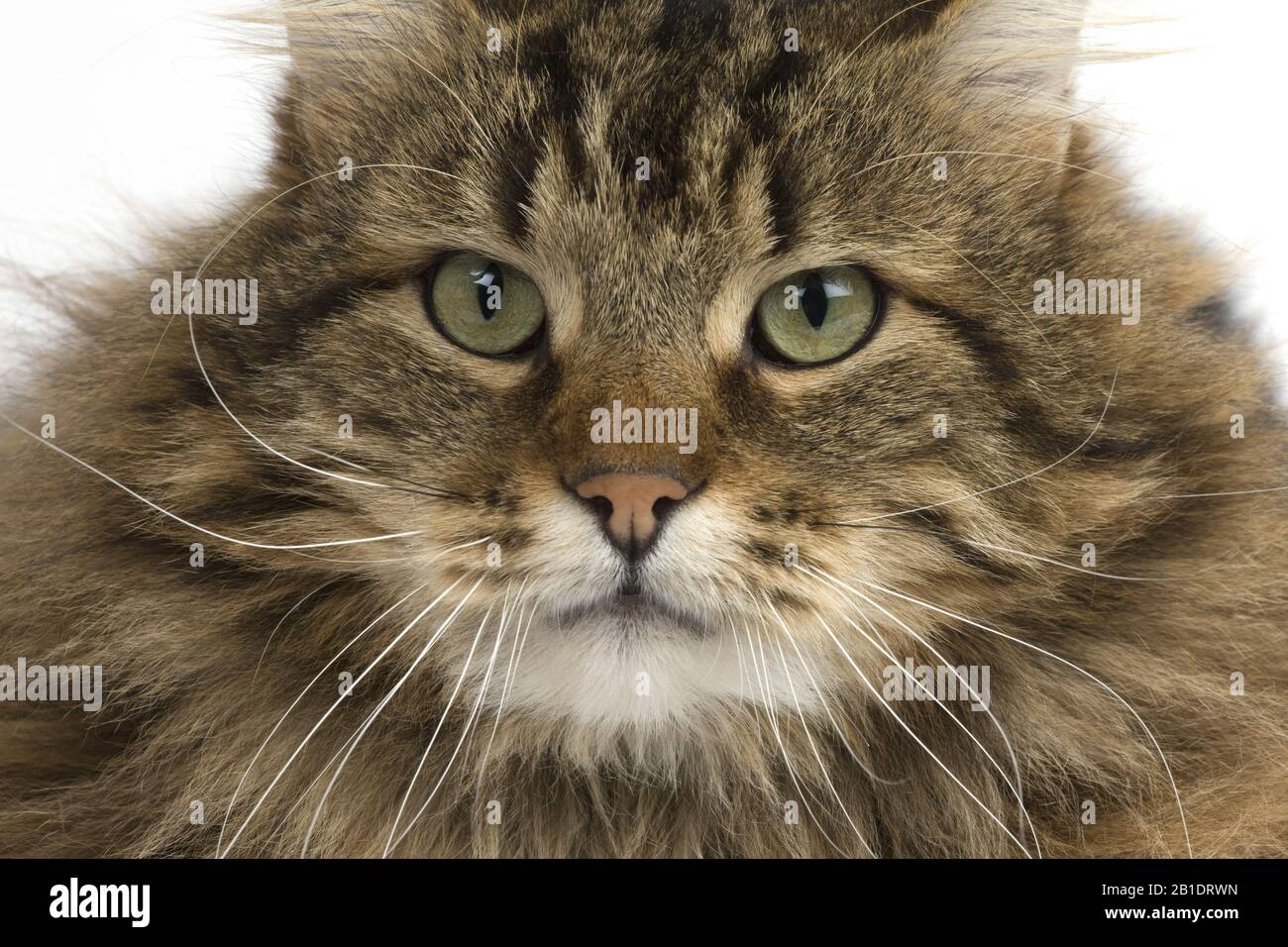 Angora Domestic Cat, Portrait of Male standing against White Background Stock Photo