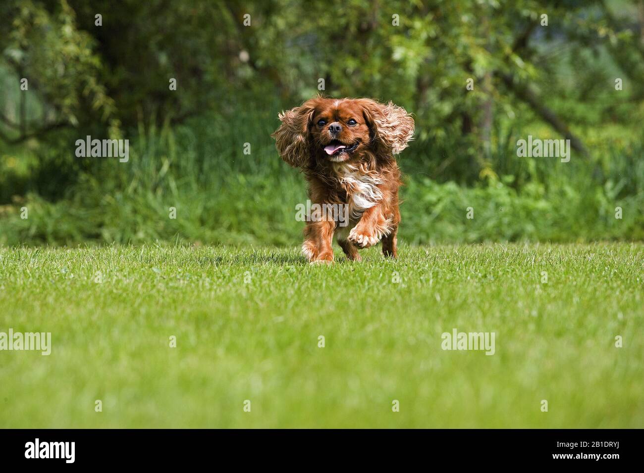 Cavalier King Charles Spaniel, Male running on Lawn Stock Photo