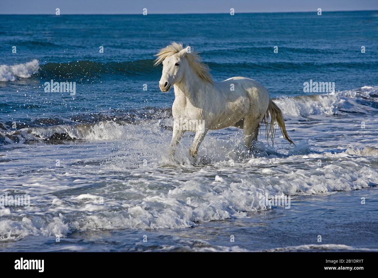Camargue Horse, Adult on the Beach, Saintes Maries de la Mer in the South East of France Stock Photo
