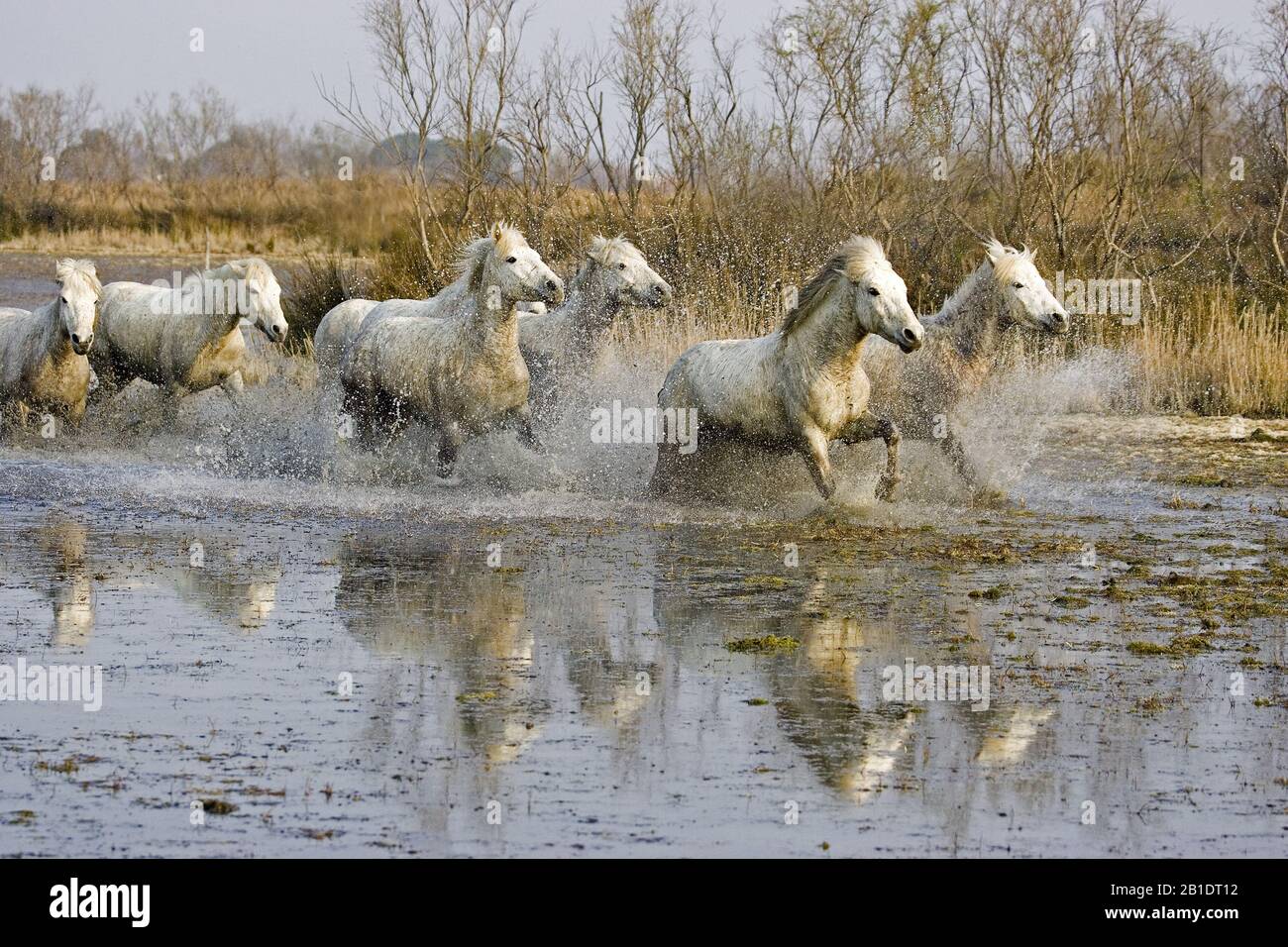 Camargue Horse, Herd Trotting through Swamp, Saintes Maries de la Mer in the South East of France Stock Photo