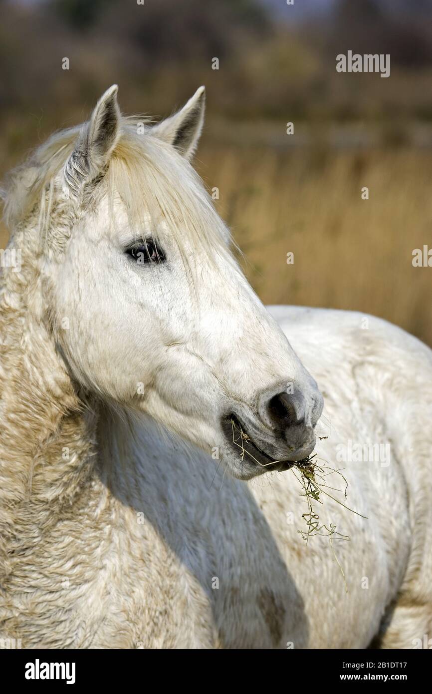 Camargue Horse, Portrait of Adult eating Grass, Saintes Maries de la Mer in the South East of France Stock Photo