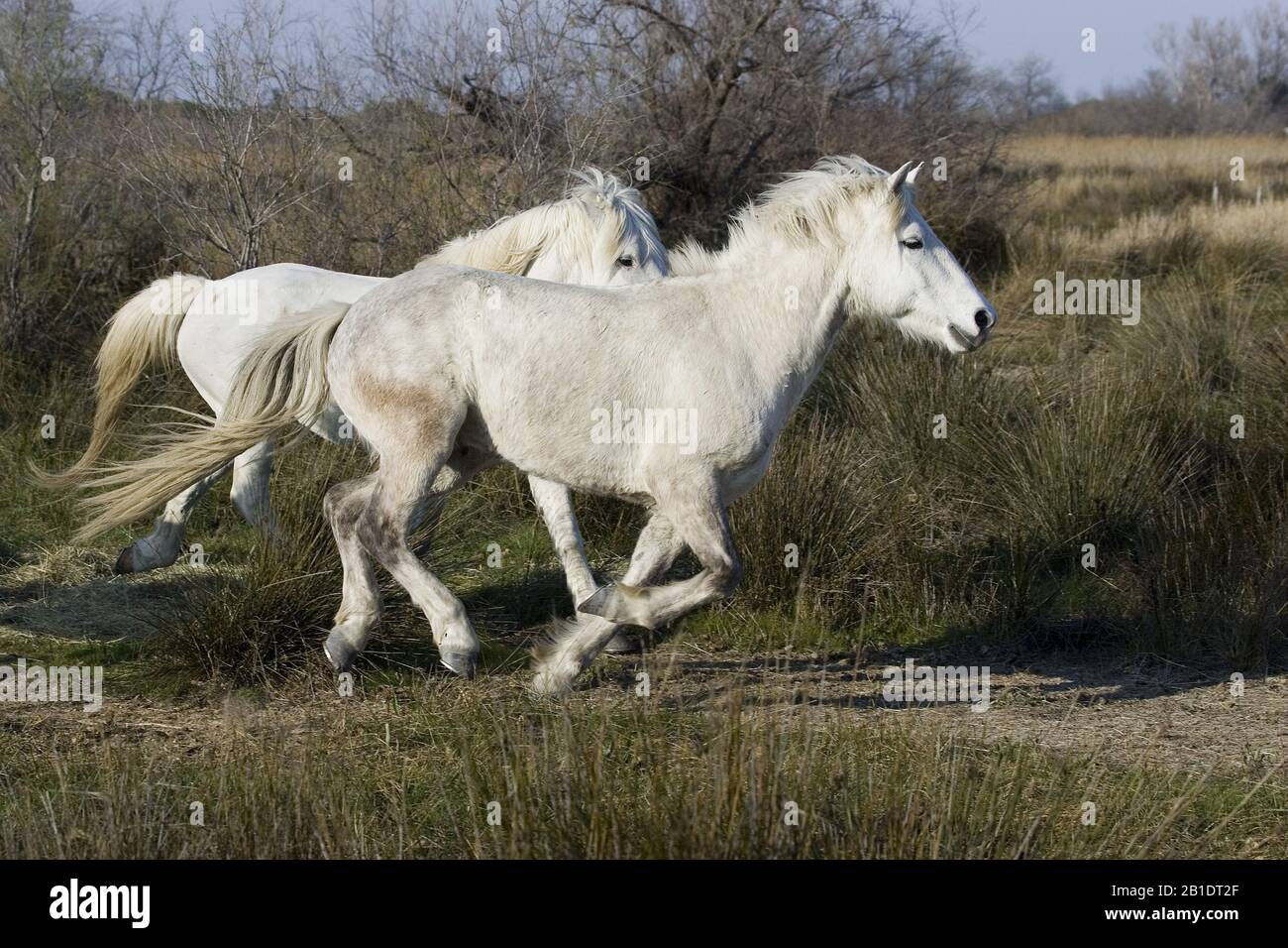 Camargue Horse, Pair Galloping, Saintes Maries de la Mer in the South East of France Stock Photo