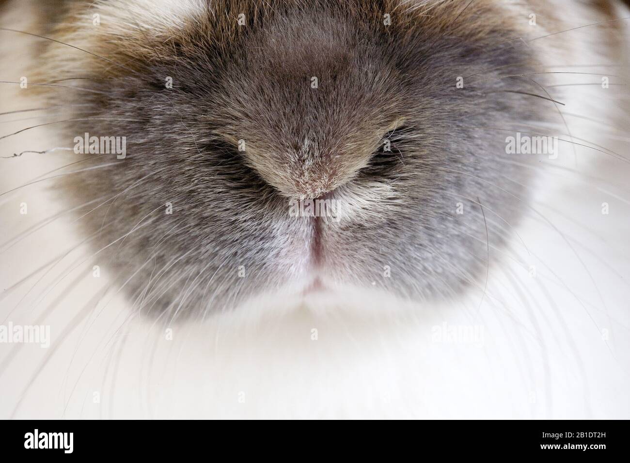 Lop-Eared Domestic Rabbit, Close-Up of Nose Stock Photo