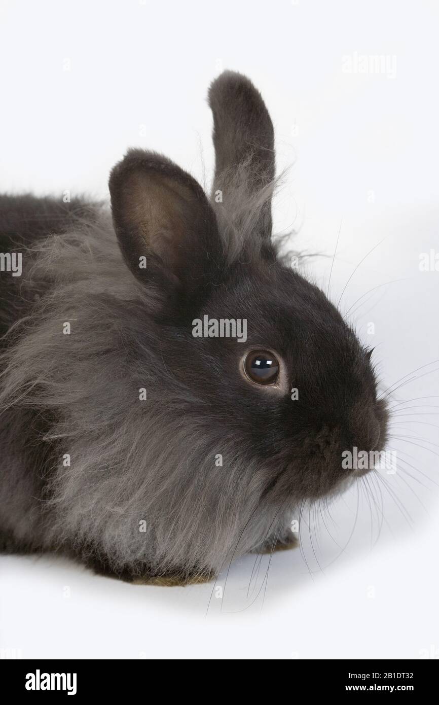 Black dwarf rabbit hi-res stock photography and images - Alamy