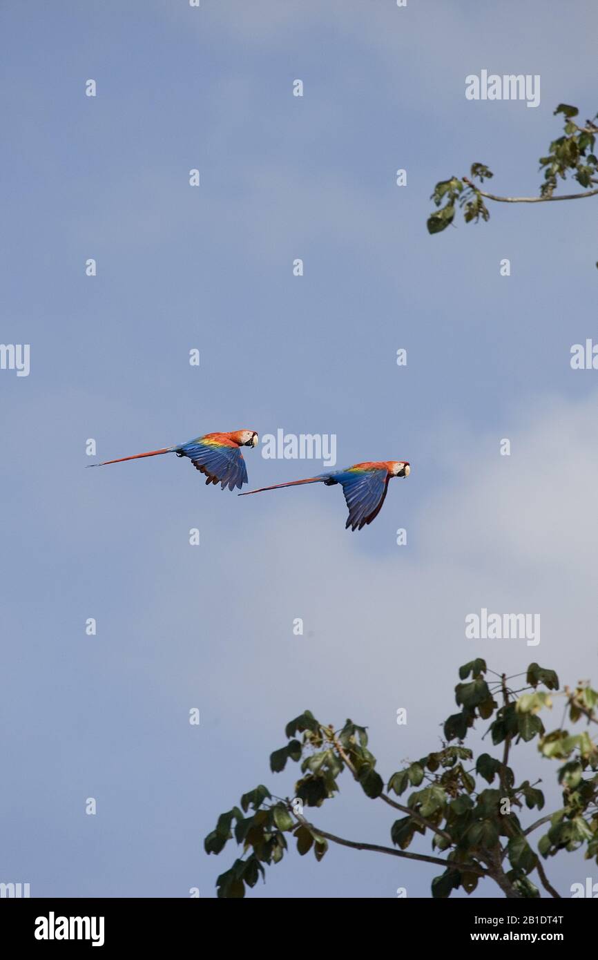 Scarlet Macaw,   ara macao, Pair in flight, Los Lianos in Venezuela Stock Photo