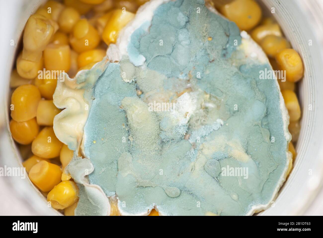 moldy canned corn in a jar. concept of spoiled unhealthy food. fungus