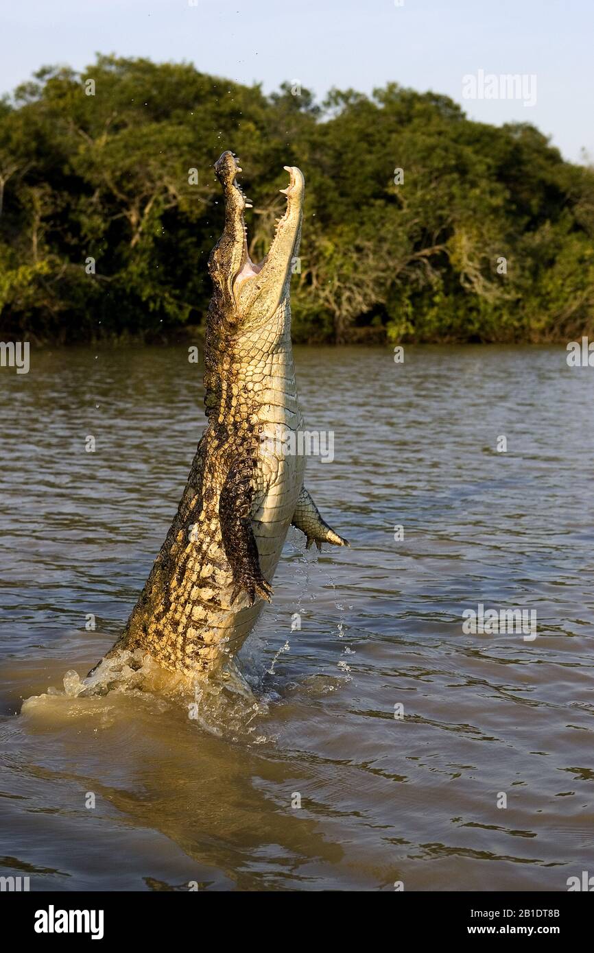 Spectacled Caiman, caiman crocodilus, Adult Jumping in River, Los Lianos in Venezuela Stock Photo