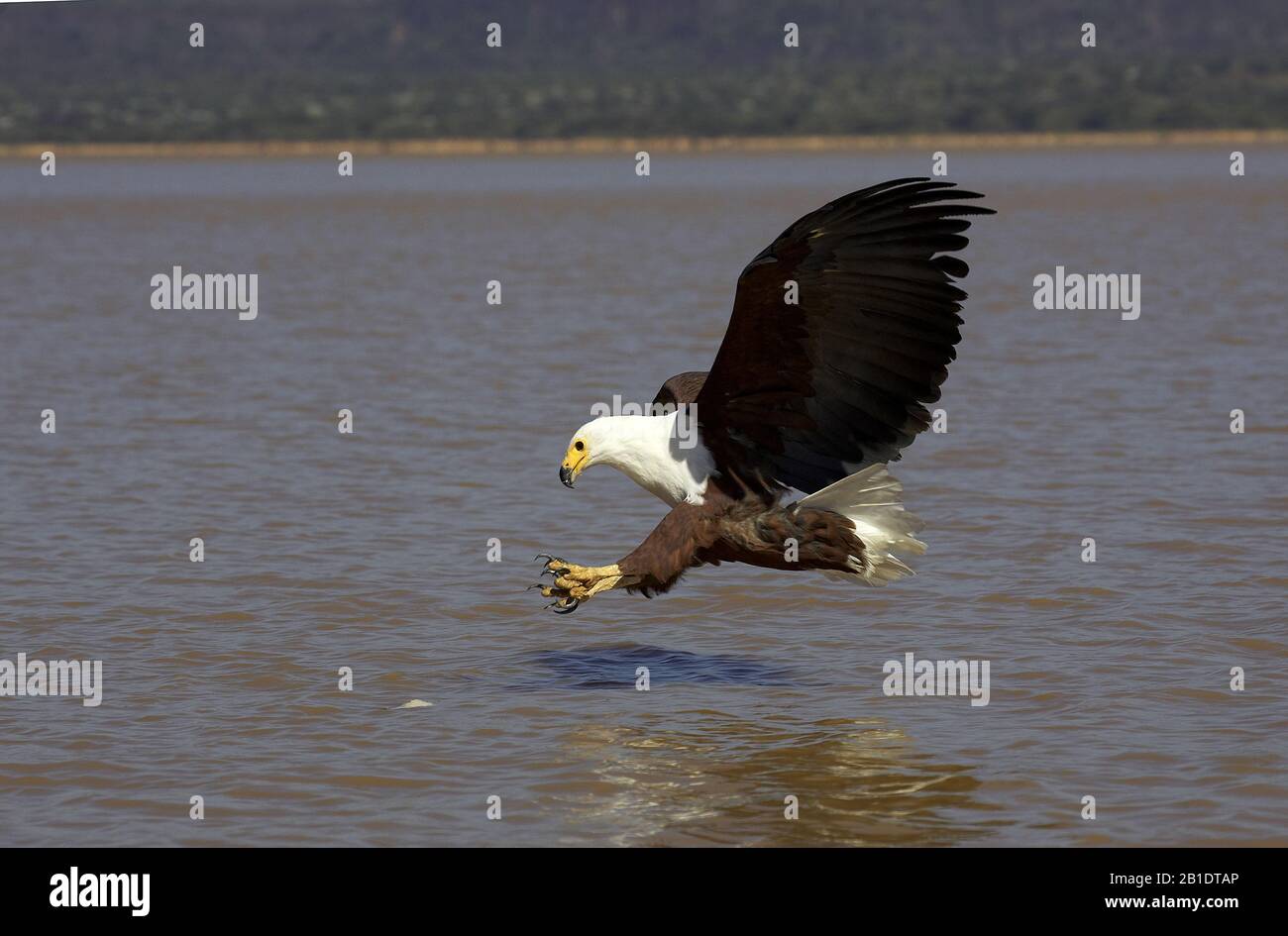 African Fish-Eagle,   haliaeetus vocifer, Adult in Flight, Fishing at Baringo Lake, Kenya Stock Photo