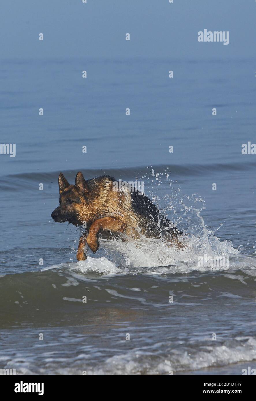 German Shepherd, Male playing in Waves, beach in Normandy Stock Photo