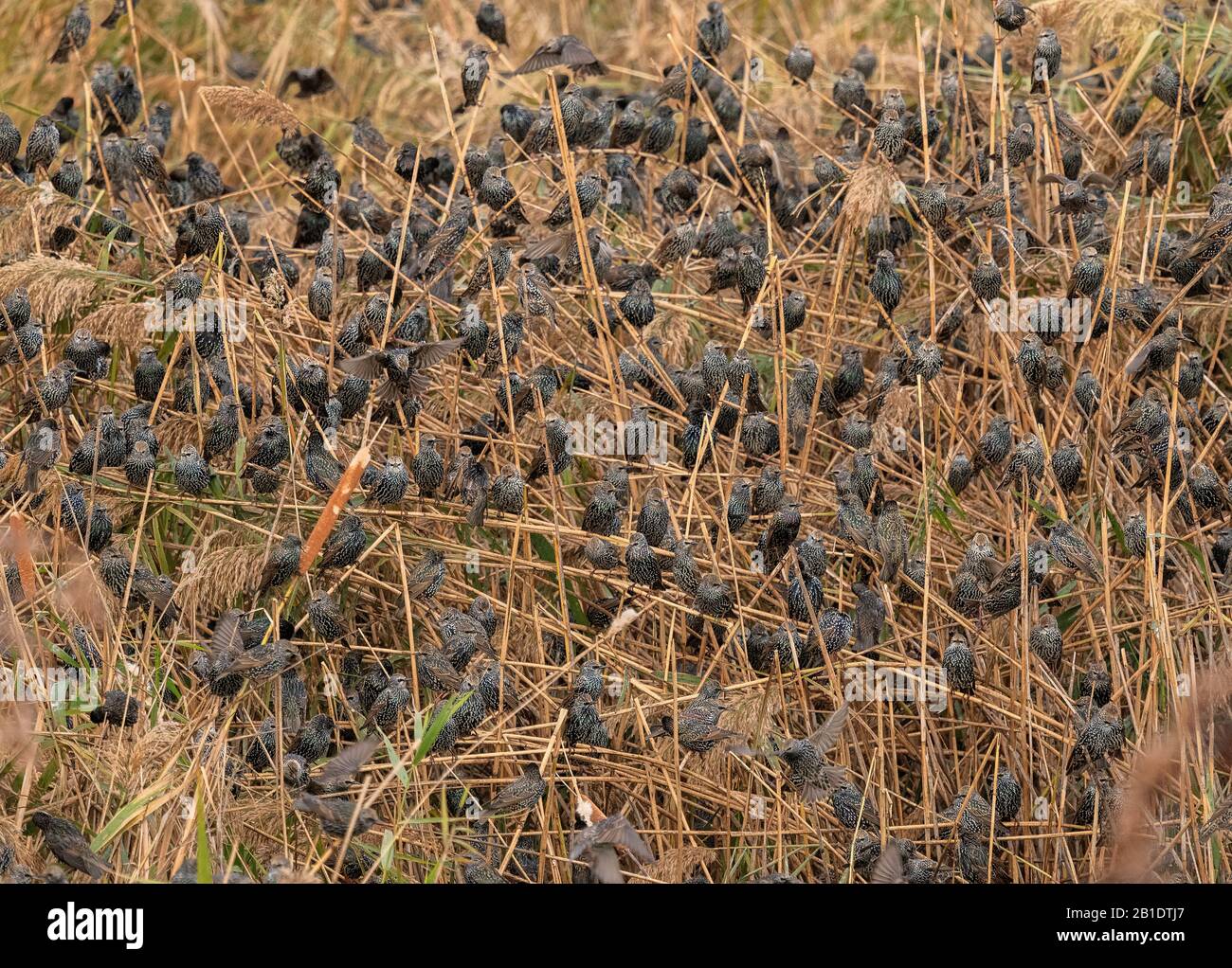 Starlings, Sturnus vulgaris, coming in to roost in reed-beds, evening. Stock Photo