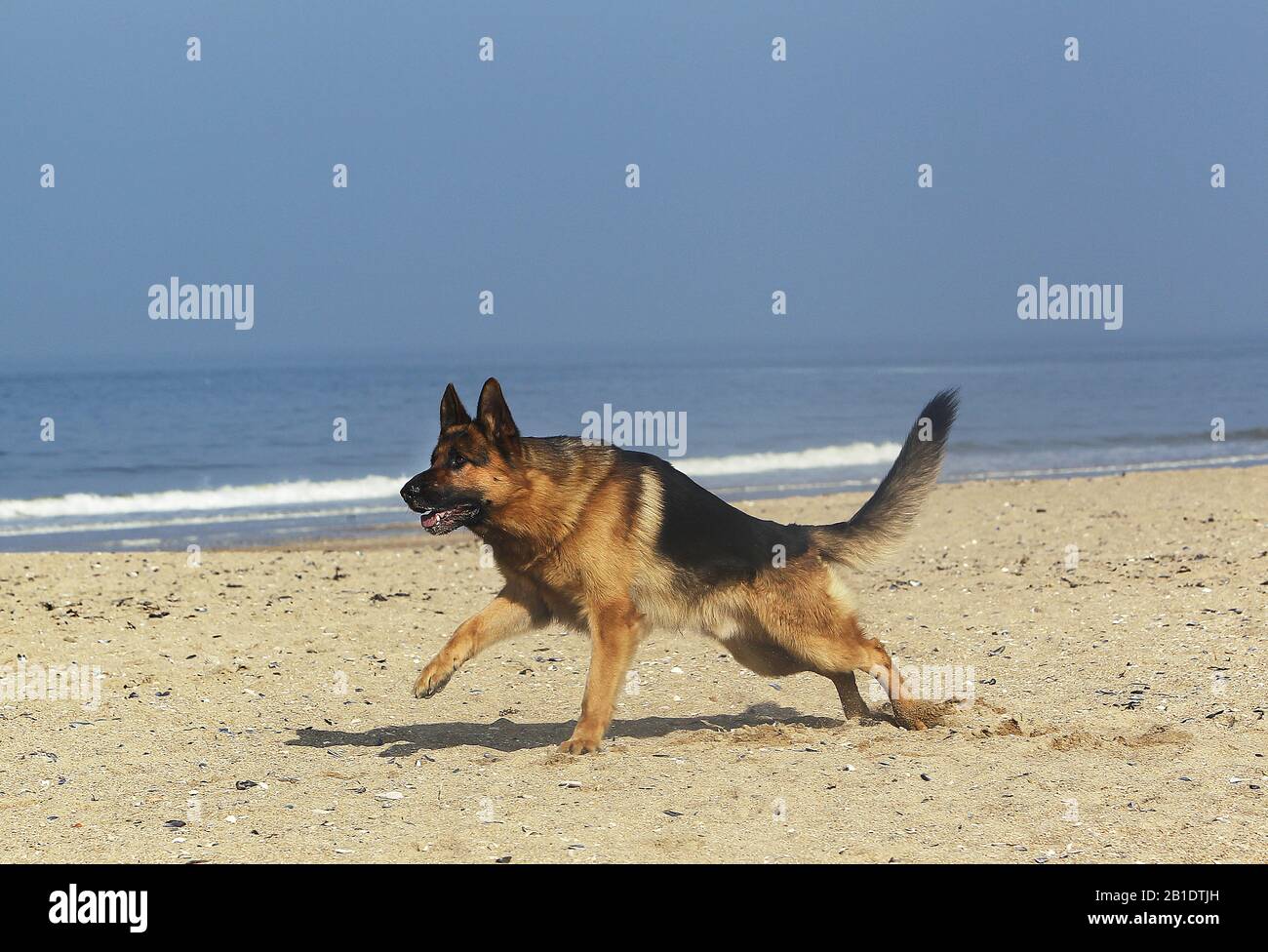 German Shepherd, Male running on Beach in Normandy Stock Photo