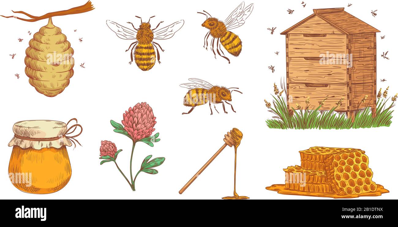 Hand drawn honey bee. Beekeeper engraving, bees honeycomb and vintage beekeeping farm vector illustration set Stock Vector