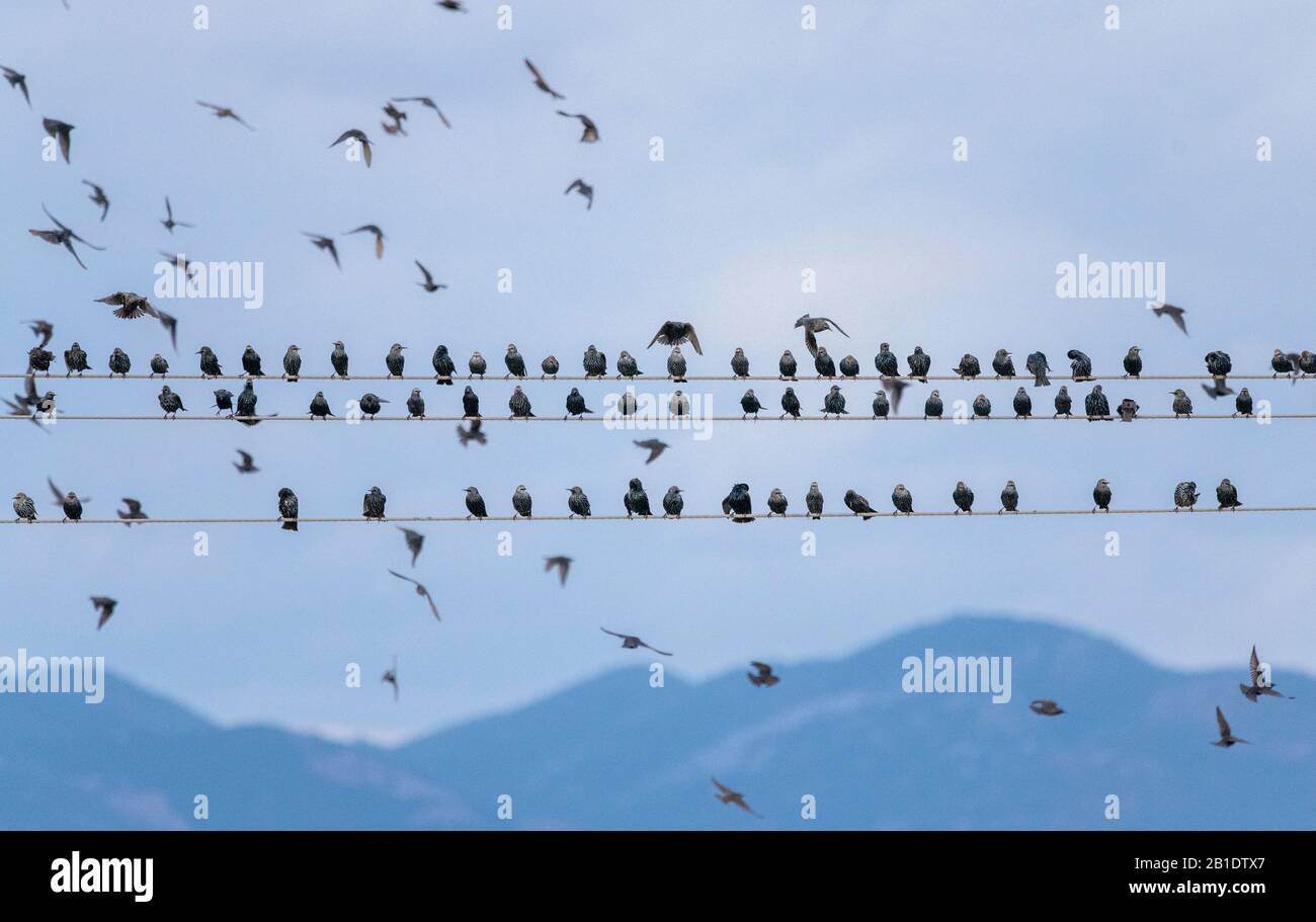 Starlings, Sturnus vulgaris, in flocks around telephone wires, prior to evening roosting. Stock Photo