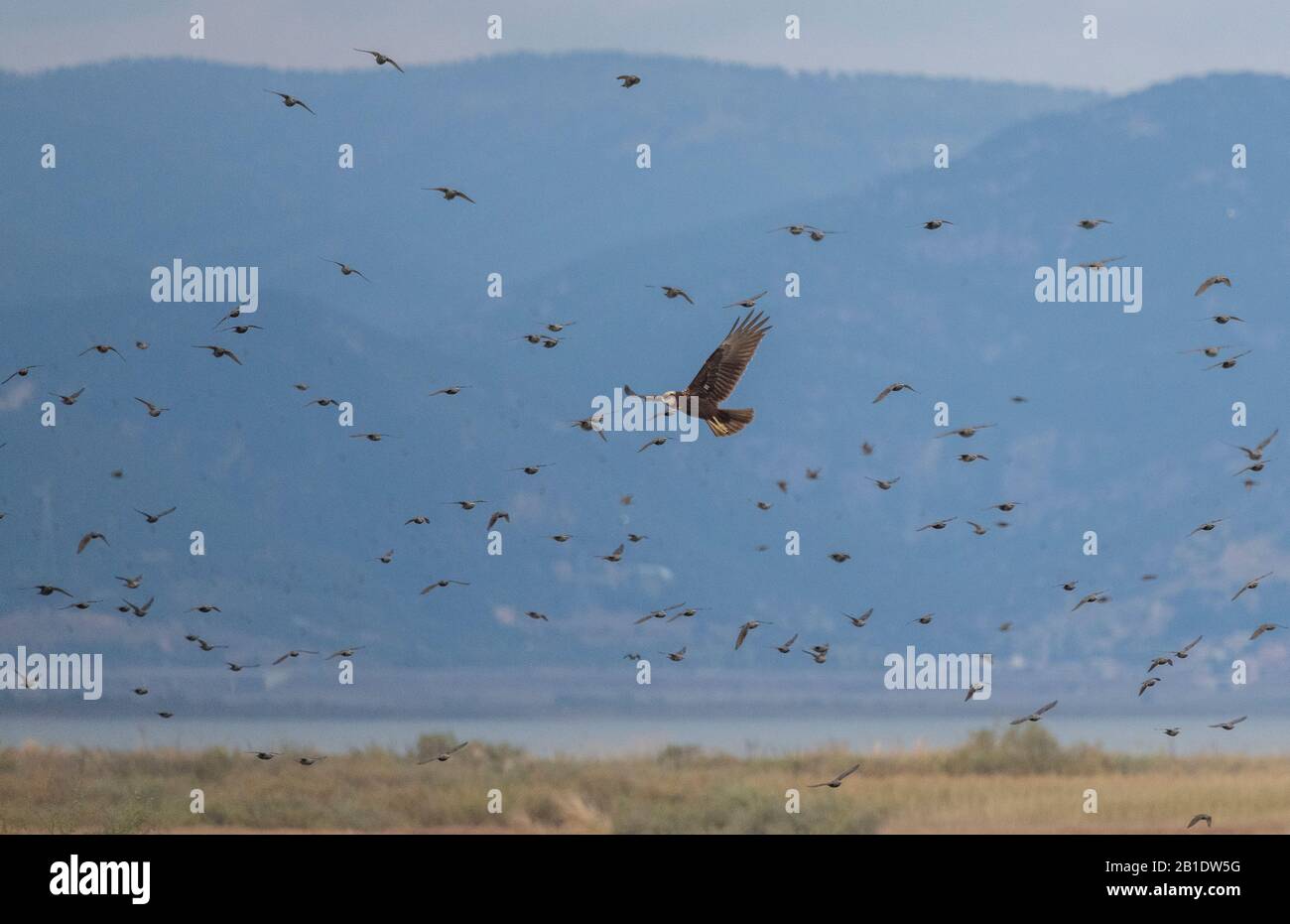 Female Marsh harrier, Circus aeruginosus, in flight among flock of starlings. Stock Photo
