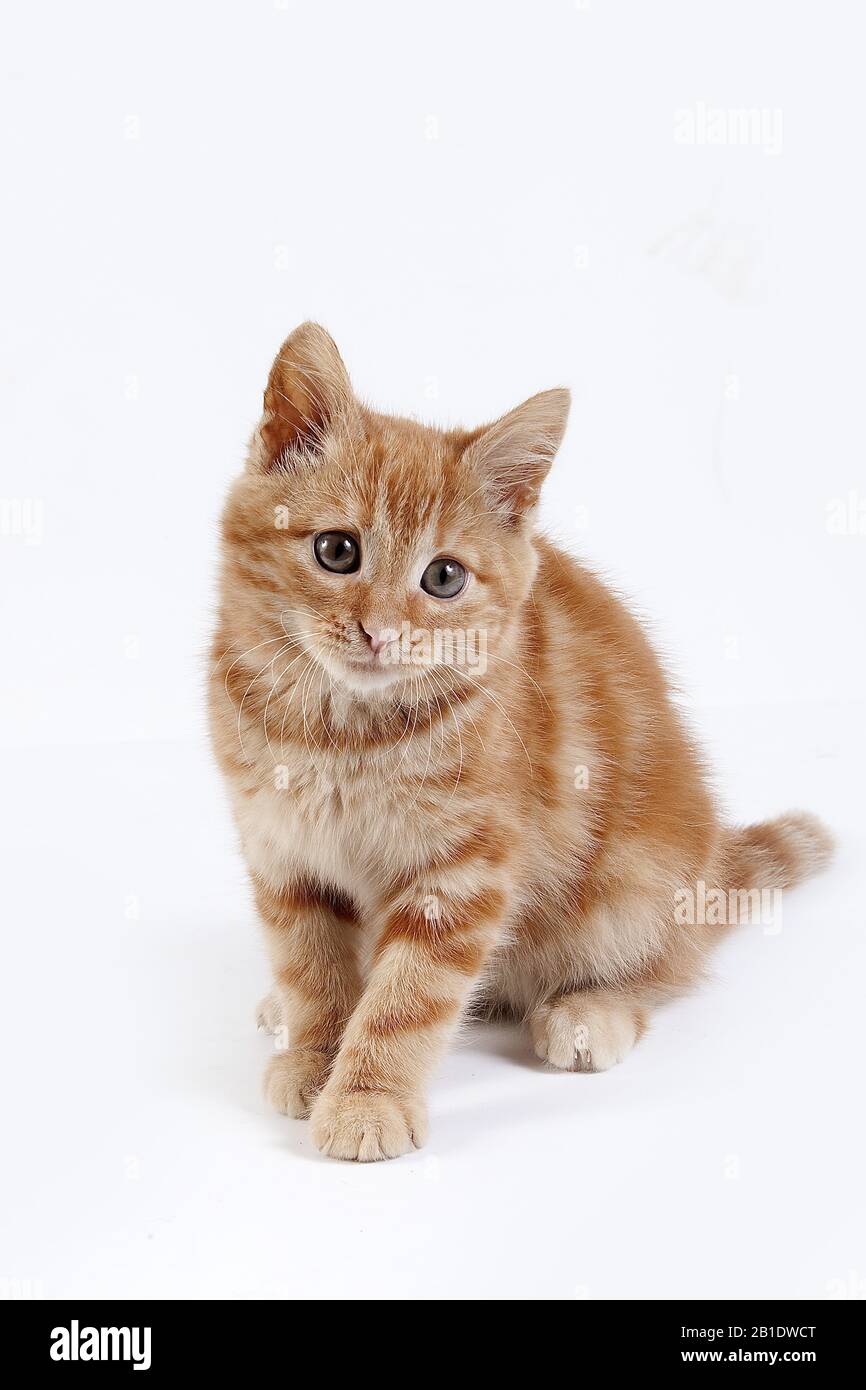 Red Tabby Domestic Cat, Kitten against White Background Stock Photo