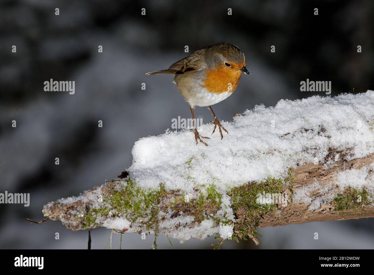 European Robin,  erithacus rubecula, Adult standing on Snow, Normandy Stock Photo