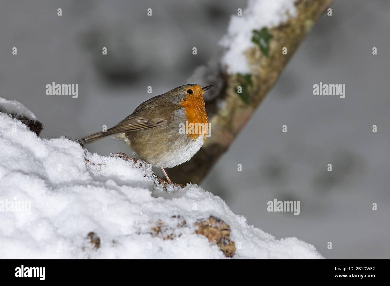 European Robin,  erithacus rubecula, Adult standing on Snow, Normandy Stock Photo
