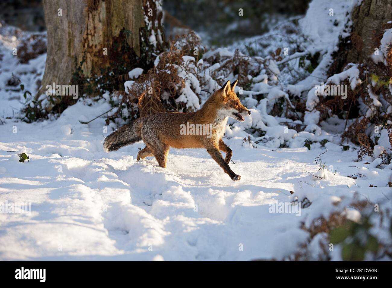 Red Fox, vulpes vulpes, Adult standing in Snow, Normandy Stock Photo