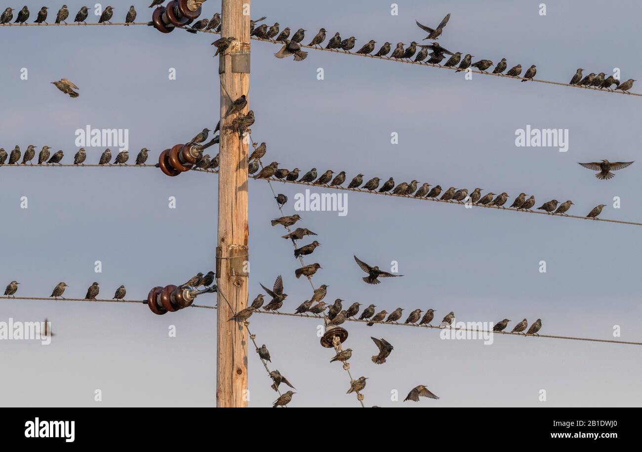 Starlings, Sturnus vulgaris, in flocks around telephone pole and wires, prior to evening roosting. Stock Photo