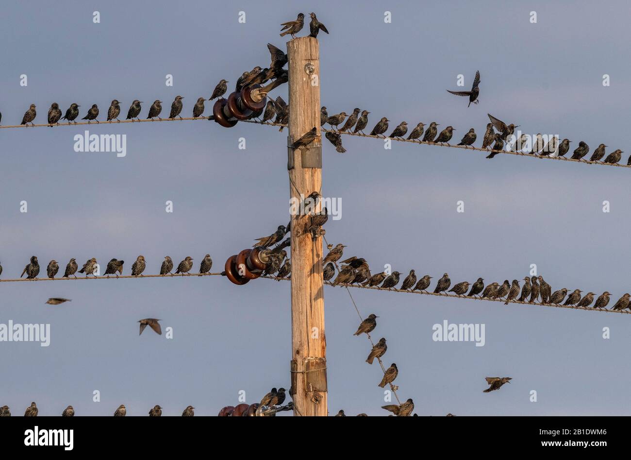 Starlings, Sturnus vulgaris, in flocks around telephone pole and wires, prior to evening roosting. Stock Photo