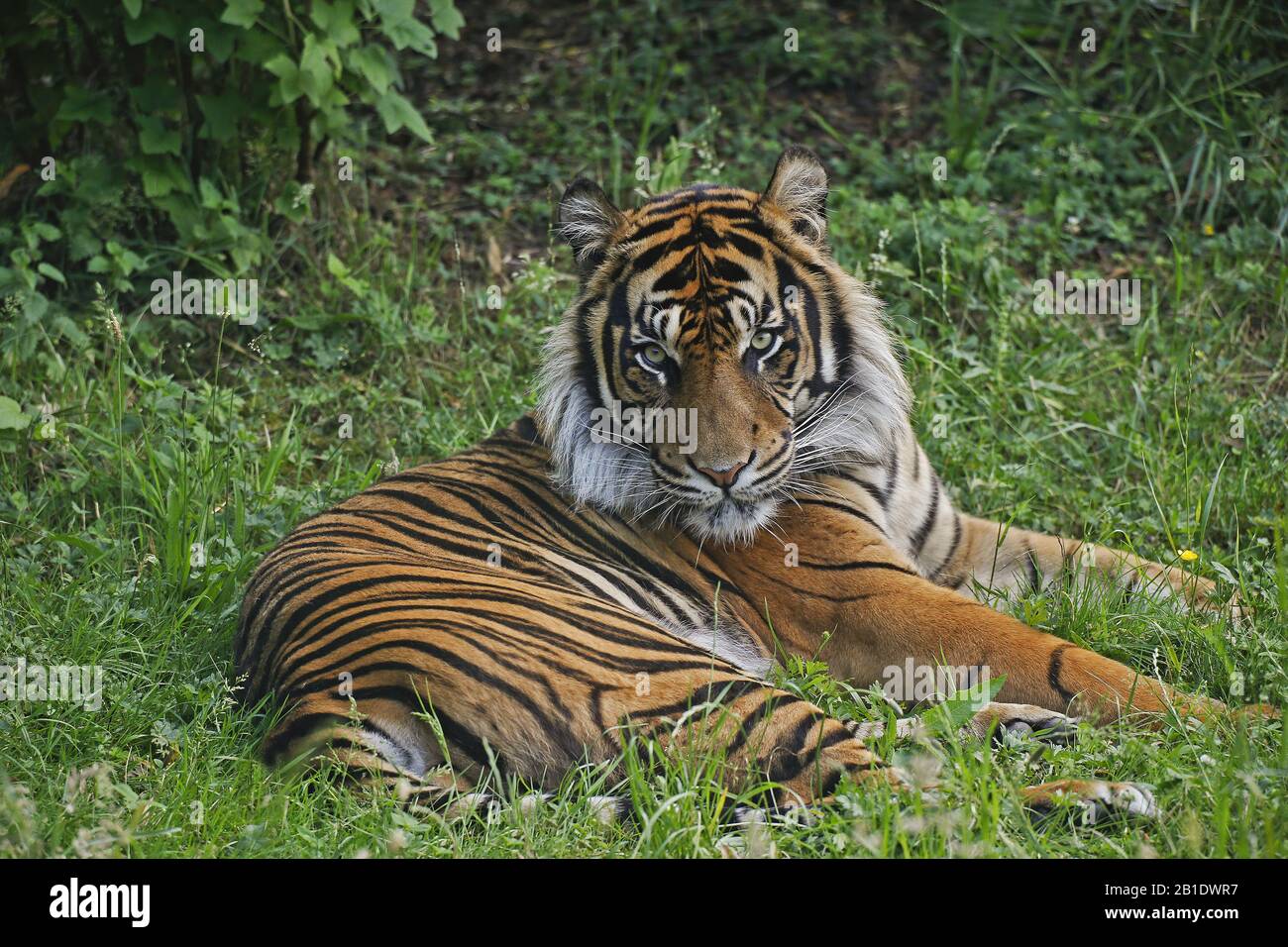 Sumatran Tiger, panthera tigris sumatrae,  Male laying Stock Photo