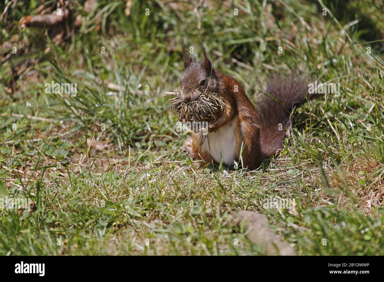Red Squirrel, sciurus vulgaris, Adult Carrying Nesting Material in Mouth, Auvergne in France Stock Photo