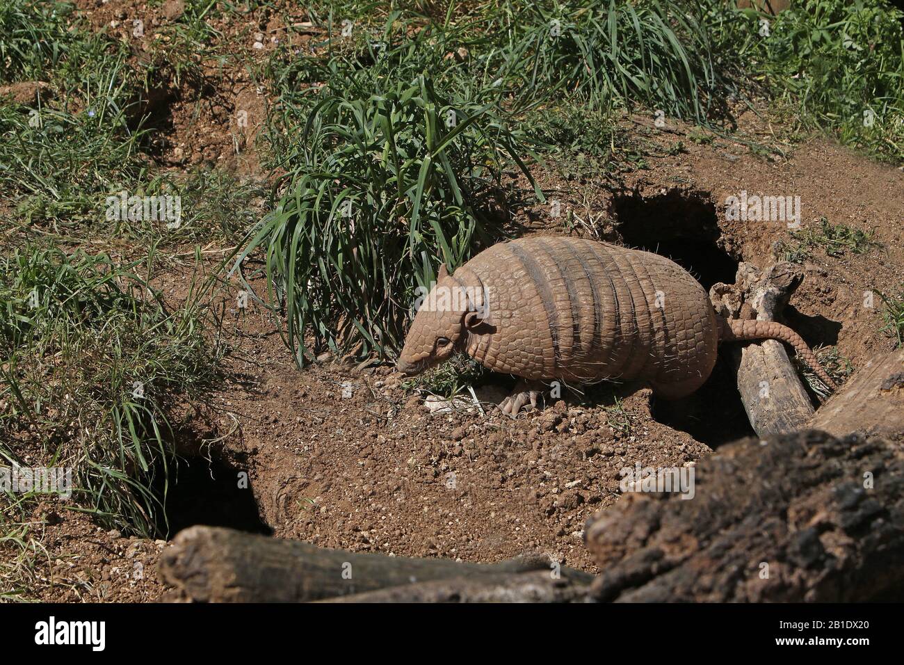 Yellow or Six-banded Armadillo, euphractus sexcinctus,  Adult standing at Den Entrance Stock Photo