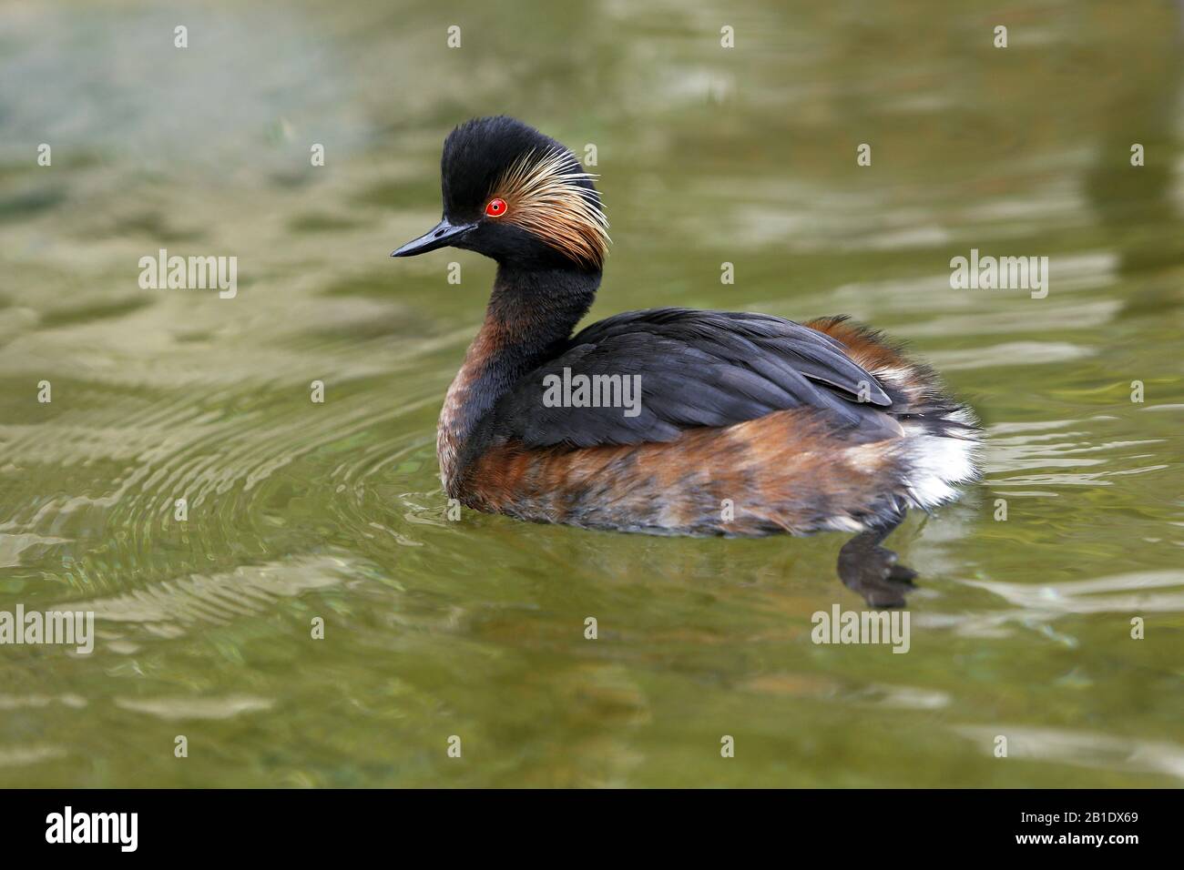 Black-necked Grebe, podiceps nigricollis, Adult Swimming on Pond, Pyrenees in the South West of France Stock Photo