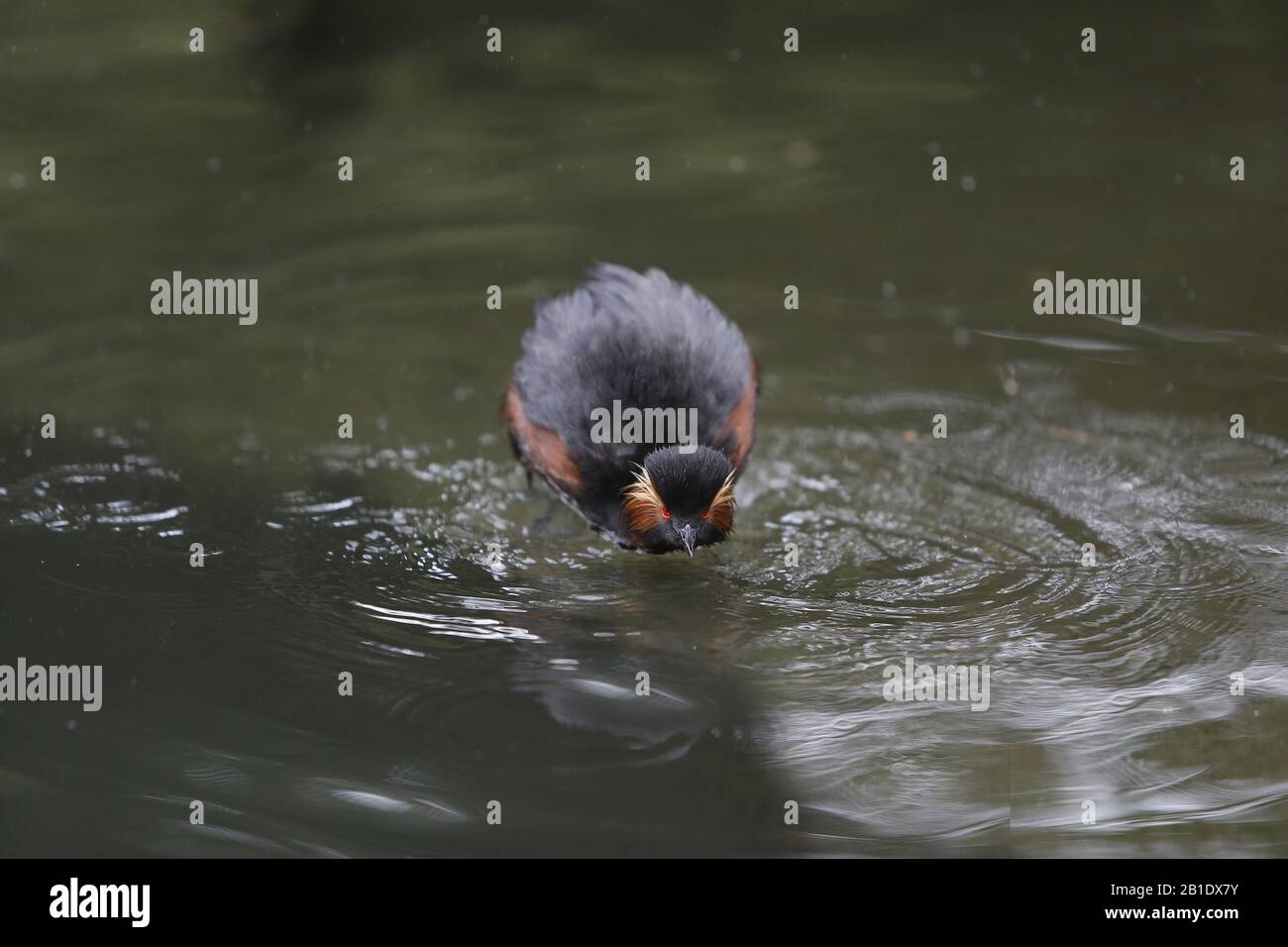 Black-necked Grebe, podiceps nigricollis, Adult Shaking on Pond, Pyrenees in the South West of France Stock Photo